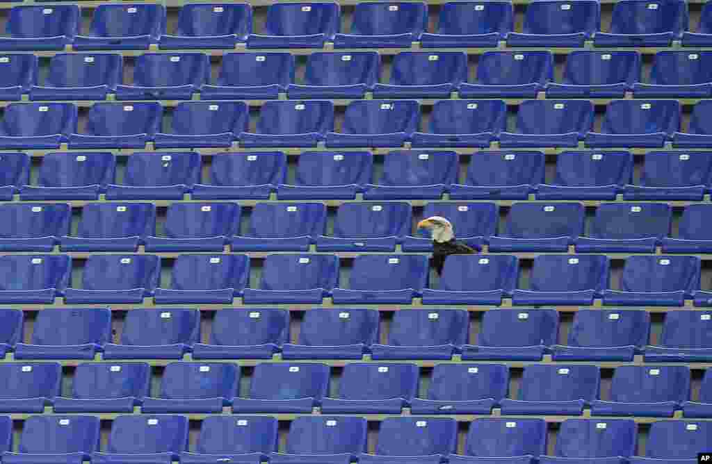 Lazio&#39;s mascot, the eagle Olympia, sits in the empty stands prior to the start of a Serie A soccer match between Lazio and Bologna in Rome&#39;s Olympic stadium, Italy. 