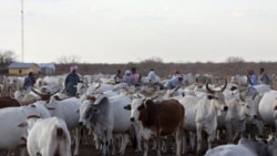 Cattle in Dertu, Kenya