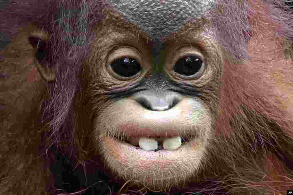 Khansa, an eight month old critically endangered Bornean orangutan shows off it's two front-teeth, at the Singapore Zoo in Singapore.
