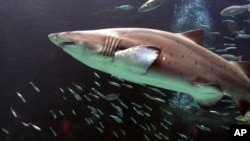 A shark swims at the Two Oceans Aquarium in Cape Town, South Africa.