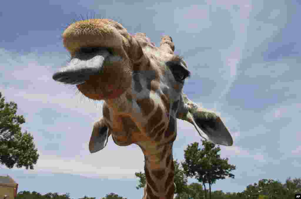 សត្វករវែង giraffe កំពុងរង់ចាំចំណីស្លឹកឈើខ្ចីដែលសាធារណៈជនដាក់ឲ្យ នៅក្នុងទិវាសត្វករវែងពិភពលោក នៅសួនសត្វក្នុងទីក្រុង Oklahoma សហរដ្ឋអាមេរិក។