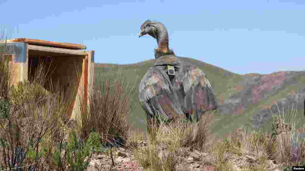 A five-year-old male Andean condor stands next to a crate as it is released into the wild after being nursed back to health, in Champuyo, on the outskirts of La Paz, Bolivia. (Bolivia Environment and Water Ministry/Handout)