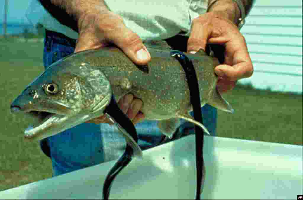 Left uncontrolled, sea lampreys - seen here feeding on a trout - could cause the collapse of the Great Lakes fishery. (US Fish and Wildlife Service)
