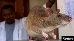 FILE - An African Giant Pouch rat is seen before a training session where the rats will learn to detect tuberculosis (TB) at a laboratory in Sokoine University for Agriculture in Morogoro, Tanzania, Jan. 31, 2006. 