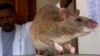 Giant Rats Expand Tuberculosis Fight in Tanzania