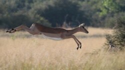 Prospecções no Okavango terão que ser bem vigiadas, dizem ambientalistas – 2:47