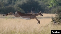 A startled antelope jumps over grassland in the Okavango Delta, Botswana