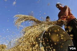 Di kawasan Asia-Pasifik meskipun kenaikan produksi beras dan gandum mendorong penurunan harga, FAO mengatakan harga pangan di Asia tetap tinggi.