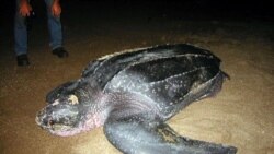 Tartarugas marinhas têm novos aliados em São Tomé