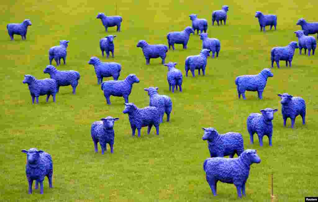 The art project &#39;Blue Peace Flock&#39; by artists Rainer Bonk and Bertamaria Reetz is pictured in Hamburg-Wilhelmsburg, Germany. The installation of 100 blue sheep sculptures symbolizing that &#39;everyone is equal and everybody is important&#39; is on display until Sep. 22, 2013.