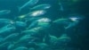 Scientists, Regulators Look to Save Smaller Fish in Marine Food Chain