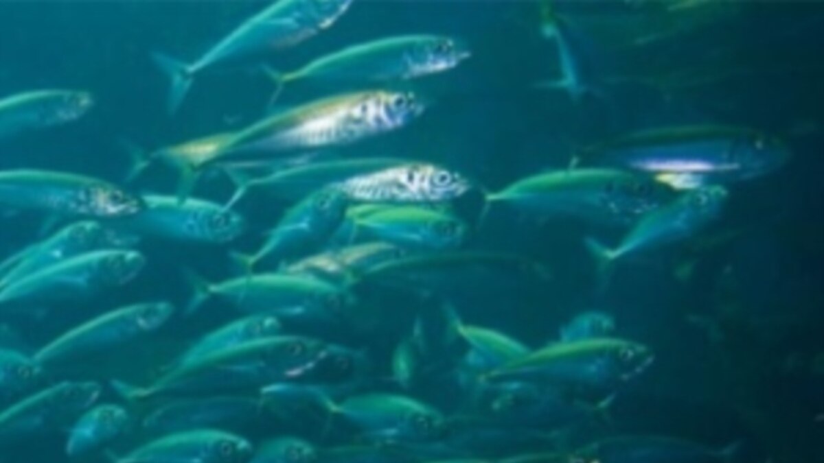 Scientists, Regulators Look to Save Smaller Fish in Marine Food Chain