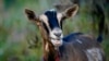 Blaming Others With a Goat: A 'Scapegoat'