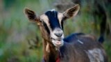 FILE - A goat calls out a feeding time at the Quill's End Farm, Friday, Sept. 17, 2021, in Penobscot, Maine. (AP Photo/Robert F. Bukaty)