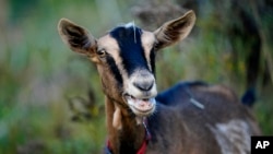 A goat calls out a feeding time at the Quill's End Farm, Friday, Sept. 17, 2021, in Penobscot, Maine. A ballot question in will give Maine voters a chance to decide on a first-in-the-nation "right to food amendment."AP Photo/Robert F. Bukaty)