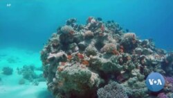 Coral Reef Resilient to Climate Change Threatened by Tourists