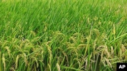 When rainfall is plentiful, rice grows into lush plants above the shallow water in which it's planted.