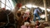Đàn gia cầm nuôi ở Hà Nam mắc virus H5N1