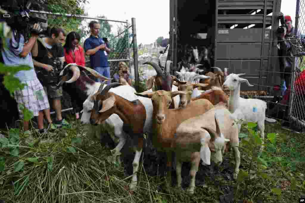 Reporters photograph goats as they are released from a trailer at Congressional Cemetery in Washington, D.C. More than 100 goats will be taking over the cemetery to help clean up brush in an area away from the graves. The goats will graze 24 hours a day for six days to eliminate vines, poison ivy and weeds, while also &quot;fertilizing the ground.&quot;