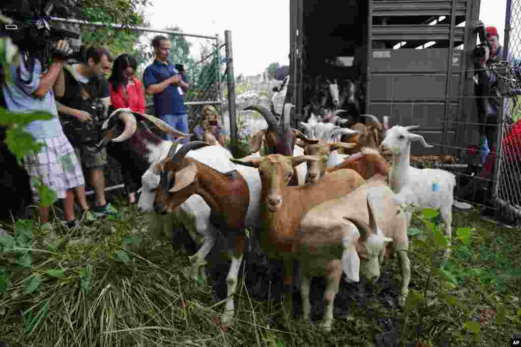 Wartawan memotret kambing saat dilepaskan dari trailer di sebuah pemakaman di Washington, DC. Kambing-kambing ini dibiarkan merumput 24 jam sehari selama enam hari untuk menghilangkan tanaman merambat, poison ivy dan gulma dari area pemakaman.