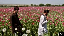 کشت مواد مخدر در افغانستان ۱۹ درصد و تولید آن ۴۸ درصد کاهش یافته است.