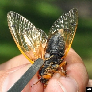 Cicadas Swarm Wide Portions of US