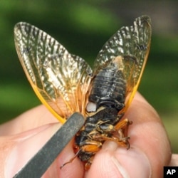 Male cicadas have two white organs called tymbals that they use to make their characteristic loud song to attract mates.