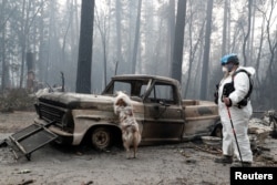 Trish Moutard, of Sacramento, searches for human remains with her cadaver dog, I.C., in a truck destroyed by the Camp Fire in Paradise, California, U.S., Nov. 14, 2018.