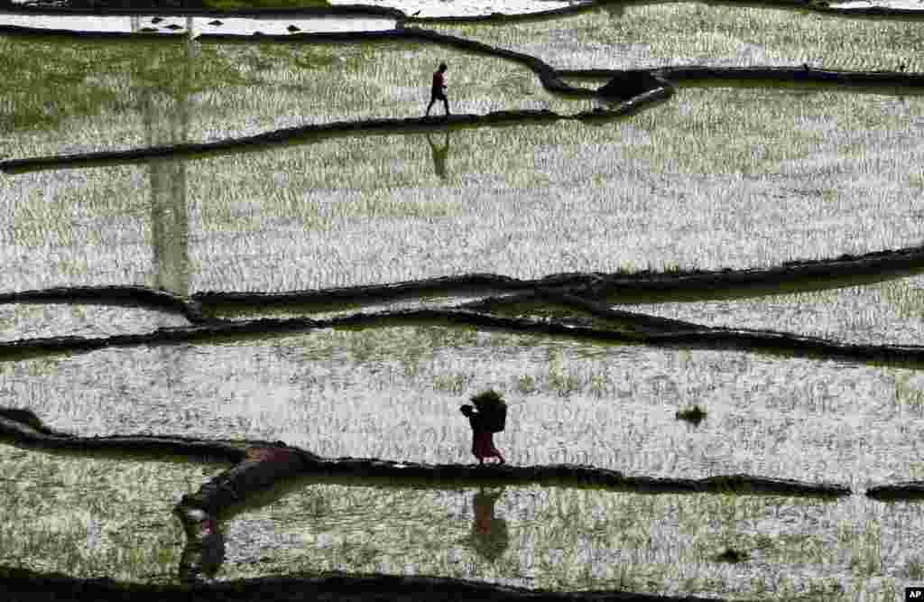 Petani Nepal siap menanam padi di sawah di Chunnikhel, Katmandu.