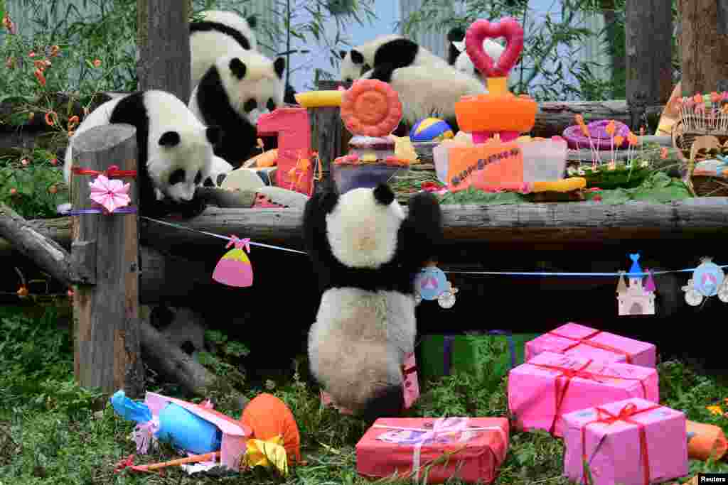 Anak-anak panda raksasa yang lahir pada tahun 2018 makan dan bermain bersama selama perayaan ulang tahun di pangkalan panda Shenshuping, Wolong, Sichuan, China. (China Daily)
