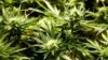 Cámara baja en México aprueba uso medicinal de la marihuana