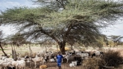 Un jeune éleveur peul garde les moutons de son père à Barkedji le 20 juillet 2020, son père a perdu quinze moutons dans des crues soudaines après les premières pluies importantes dans la région de Louga.