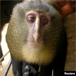 A new species of monkey found in the Democratic Republic of the Congo and identified as Lesula (Cercopithecus lomamiensis) is seen in this undated photograph from an article published September 12, 2012, in the science journal PLOS One.