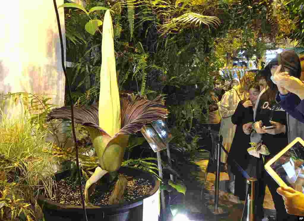 People come to see the rare blooming of the endangered Sumatran Titan arum, or the corpse flower, that is in fool bloom for just a few hours, emitting rotten meat odor, at the Warsaw University Botanical Gardens, in Warsaw, Poland, June 13, 2021.