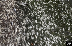 Dead fish are shown near a boat ramp in Bradenton Beach, Florida, Aug. 6, 2018.