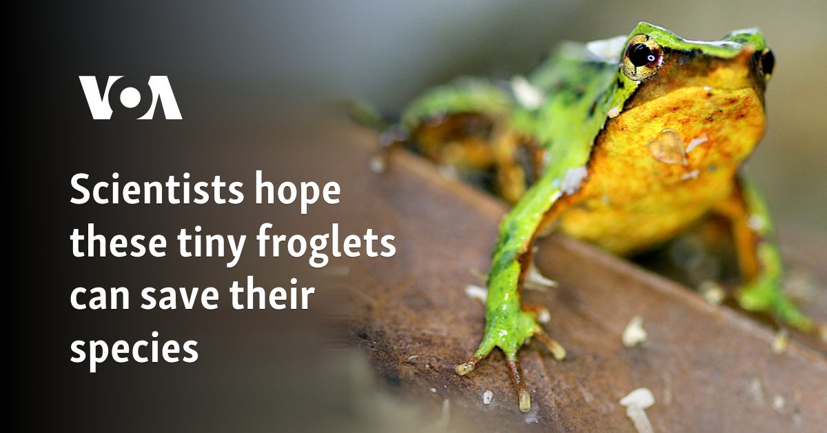 Scientists hope these tiny froglets can save their species