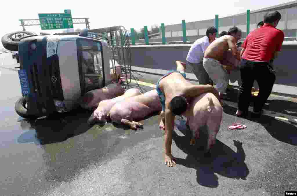 People try to stop pigs from running away next to a van which overturned while carrying 12 pigs on a highway in Fuzhou, Fujian province, China. One of the pigs died from the heat after the accident as temperature in Fuzhou reached 40 degrees Celsius (104 degrees Fahrenheit), according to local media.