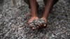 Ekspor Kakao Nigeria Meningkat 45 Persen