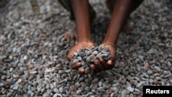 Fèves de cacao au Nigeria, 25 aout 2014 