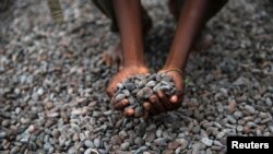 Des fèves de cacao, dont les flavanols sont bénéfiques pour la santé humaine (Reuters)