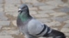 Un pigeon voyageur vendu 1,25 million d'euros en Belgique, record mondial