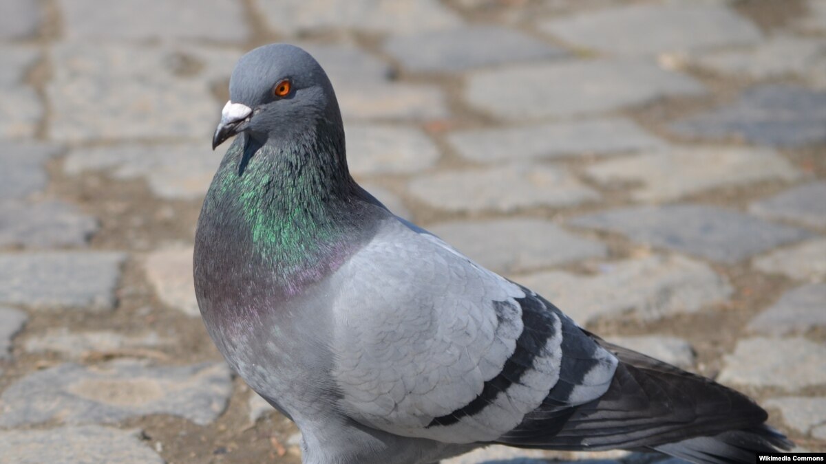 pigeons at daybreak Spelling bee test your spelling acumen see the definition, listen to the word, then try to spell it correctly beat your last streak, or best your overall time. pigeons at daybreak Spelling bee test your spelling acumen see the definition, listen to the word, then try to spell it correctly beat your last streak, or best your overall time.