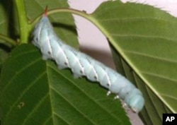 Scientists take cues from caterpillars to design robots for medicine or for search and research operations.