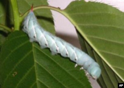Caterpillar Crawl Could Inspire New Robots