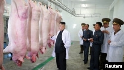 在北韓官媒發佈的這張沒有日期的照片中，北韓領導人金正恩視察北韓人民軍的一個養豬場。