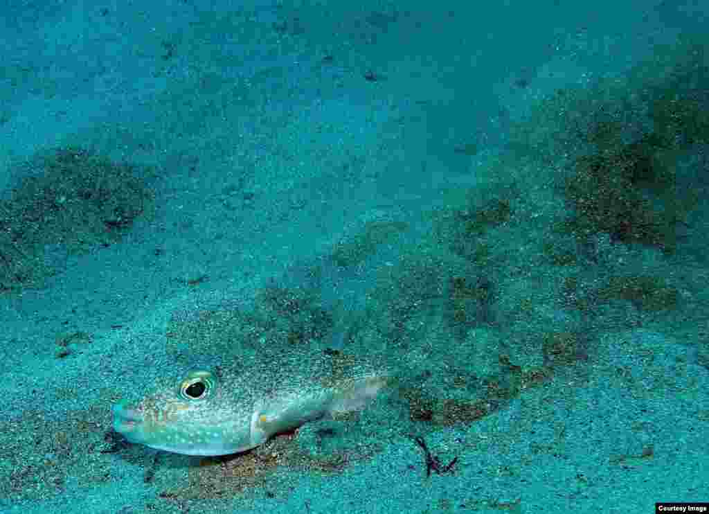 Peshku mashkull që fryhet, &ldquo;Torquigener albomaculosus&rdquo;, noton duke u vërtitur në dyshemenë rënore të detit për të krijuar një fole interesante, që përdoret vetëm një herë për të tërhequr peshqit femra. (Yoji Okata)