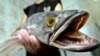 Snakehead Fish Fair Game for Anglers