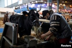 A farmer prepares a six-year-old Bretonne Pie Noir dairy cow named Fine, which is the mascot for the 2017 Paris International Agricultural Show in Paris, France, Feb. 24, 2017.