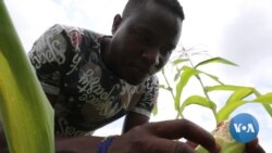 Kenyan Farmers Hit by Worst Locust Swarms in 70 Years 
