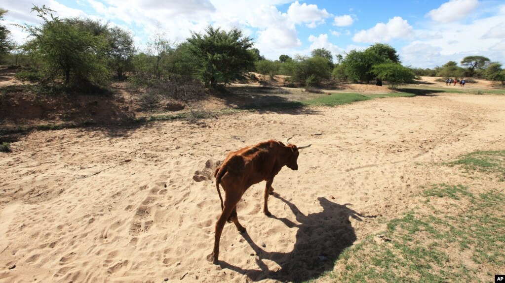 FILE - Impoverished cattle walk along a dried-up riverbed in Chivi, Zimbabwe. Zimbabwe experienced a devastating drought in 1992, and has since seen increasingly frequent and recurring dry spells. Between 2015 and 2016 the country suffered a crippling drought, linked to El Nino, that wiped out crops, wild plants and livestock.